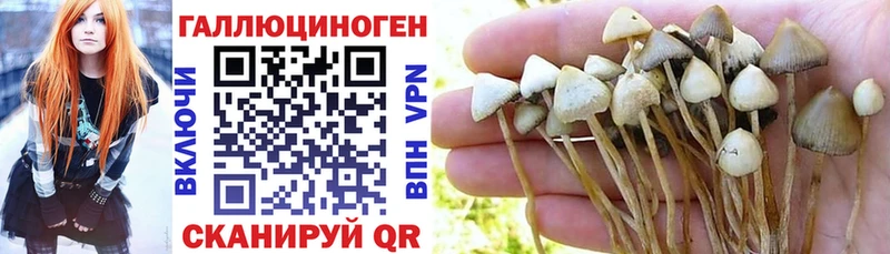 магазин продажи наркотиков  Тутаев  Псилоцибиновые грибы прущие грибы 